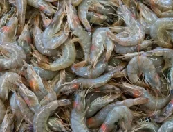 Udang Kebumen Tembus Pasar AS, Beri Manfaat Ekonomi Bagi Masyarakat