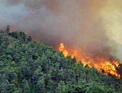 Kalimantan Terbakar, Kenapa Jakarta Terlambat Peduli?