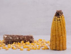 Bonggol Jagung Dulu Dianggap Sebagai Limbah, Kini Punya Nilai Ekonomi Tinggi