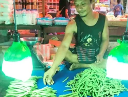 Harga Sirih Tembus Rp700 Ribu per Kilogram di Manokwari, Komoditas Budaya Papua yang Kian Langka