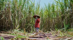 Pemerintah Siapkan Produksi E20 Dalam Dua Tahun, Tebu Jadi Sumber Etanol