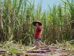 Pemerintah Siapkan Produksi E20 Dalam Dua Tahun, Tebu Jadi Sumber Etanol