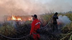 Karhutla Landa Kawasan Taman Nasional Way Kambas Berhasil Dipadamkan, Balai TNWK Pastikan Kandang Gajah Aman